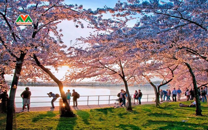 Top điểm đến hấp dẫn ngắm hoa anh đào nổi tiếng tại Mỹ - Công viên Fairmont