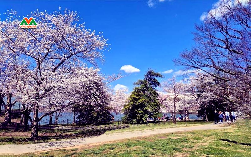 Điểm đến ngắm hoa anh đào đẹp nhất ở Canada nổi tiếng - Stanley Park